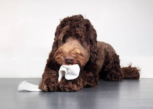 My Dog Ate a Sock" – What Should I Do?