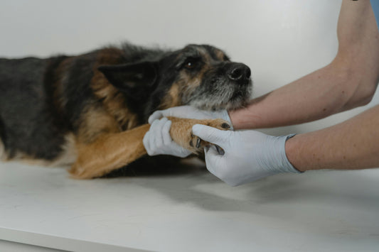 Dog Poisoning: Symptoms and Treatment